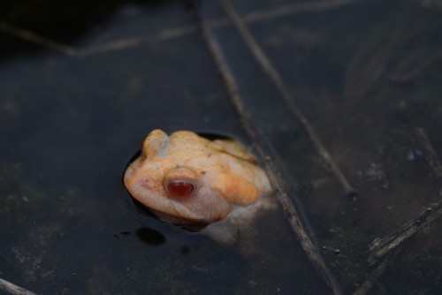 toadschooled:An incredibly rare albino European common toad [Bufo bufo], photographed in the UK byWi