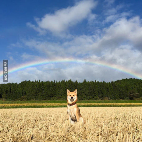 XXX absolutedoge:  majestic doge photo