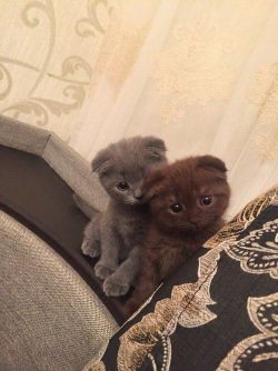 awwww-cute:  let have a pic (Source: http://ift.tt/2cVVGgO)