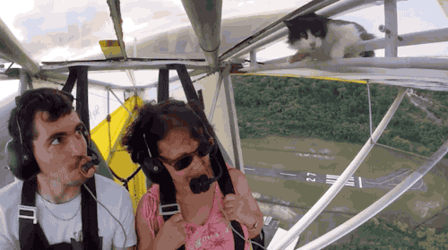 theverge:  When flying small planes always check for stowaways.