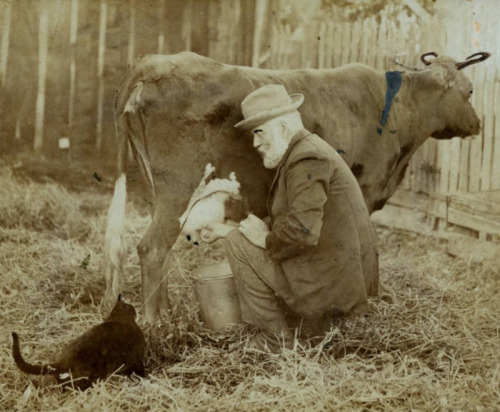 vintageeveryday: Strange vintage photos of people milking cow into cat's  mouth from the 1920s. See more hereâ€¦ Tumblr Porn
