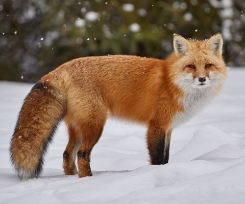 beautiful-wildlife: Red Fox by © Joe Wilson  Algonquin Park West, Ontario, Canada