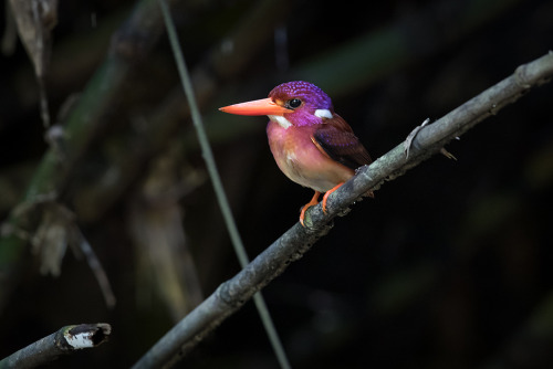 blondebrainpower:South Philippine Dwarf Kingfisher fledgling  By Miguel David De LeonThe South Philippine Dwarf Kingfisher (Ceyx mindanensis) was first described during the Steere Expedition to the Philippines in 1890.The bird is the tiniest species