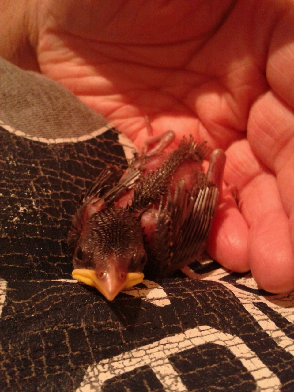kazzythegreat:  Our little baby sparrow, from the day we took him in to about two