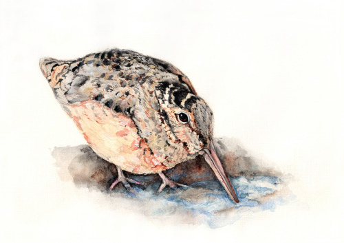 woodock, 15x20cm American woodcock (Scolopax minor)