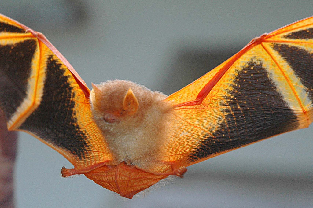 fiercebadrabbit:  audible-smiles:  end0skeletal:  Orange Painted Bat  a Halloween