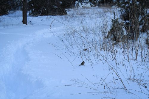 gardenmuse: Scenes from winter storm Jonas in our part of the world.   Snow fell for a sol