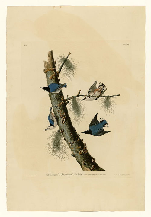 Plate 152 White-breasted Black-capped Nuthatch, John James Audubon