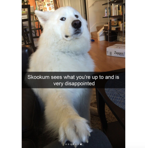 burichu: babyanimalgifs: Dog snaps @skookumthesamoyed !!! It mee!!