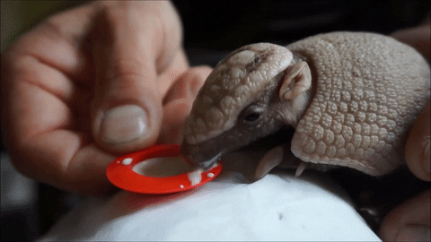 proto-kitteh:archiemcphee:Because sometimes what you need most is to watch a baby armadillo named Sp