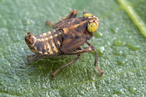 I See At Least One Cool Bug A Day, And Usually Many More, But Its Not Because I Live Anywhere Particularly