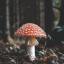 mushrooms-n-zombies