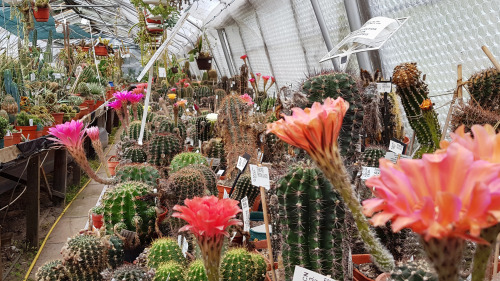 agavex-photography:National collection of hybrid Echinopsis at Abbey Brook Cactus Nursery.July 2019.