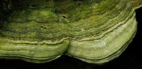 Bleached, old bracket fungi - a fertile substrate for algae.