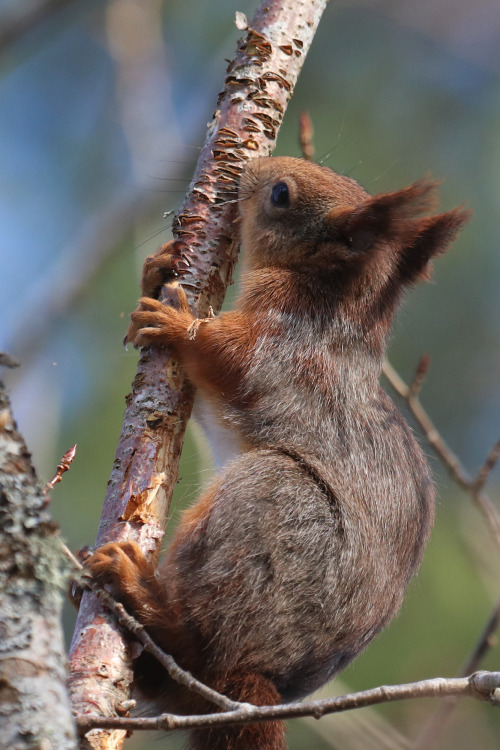 Red squirrel/ekorre. Värmland, Sweden (May 8, 2022). 