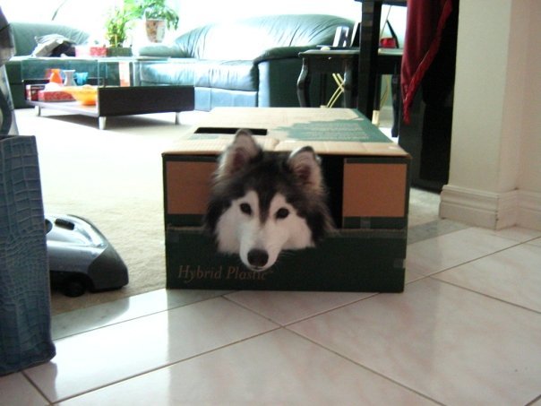 unamusedsloth:  Husky raised by cats, view more images here. 