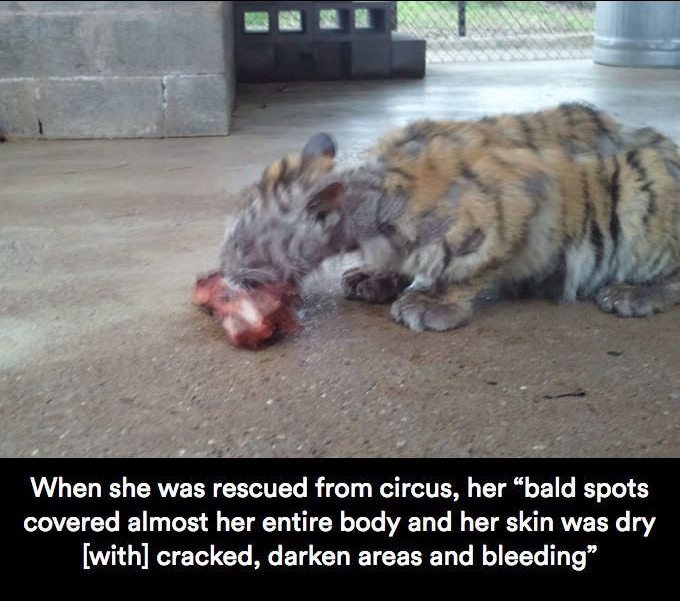 chocolatequeennk:  deapseelugia:  catchymemes:  Sick Tiger Cub Gets Rescued From