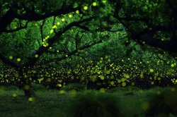 Pleoros:  Yume Cyan Magical Long Exposure Photos Of Fireflies In Japan.  Photographer