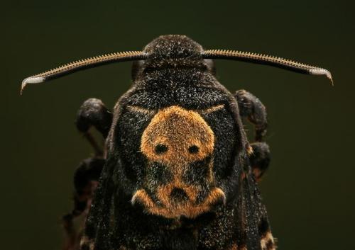 twistedtwinsproductions: coyotesaint: Death’s-head Hawkmoth Hello, little death dealer.