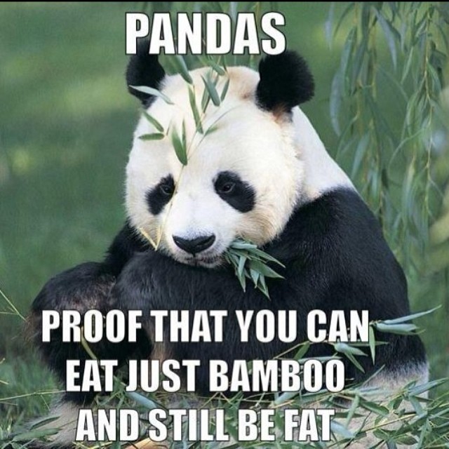 On a diet? Think of this&hellip; #panda #cute #instagood #likeforlike #pandabear