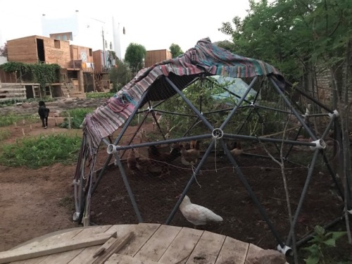 Geodesic domes for chickens