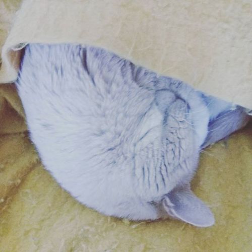 timberlines:Buttercup or croissant? :O
