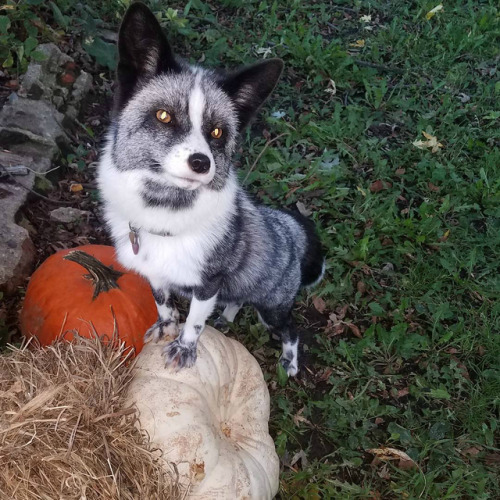 This fox is so Halloween