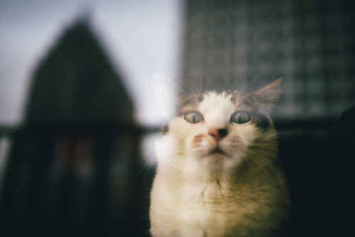 Dee Dee’s pretty freaked out that I’m outside in the cold. Literally the scariest thing 