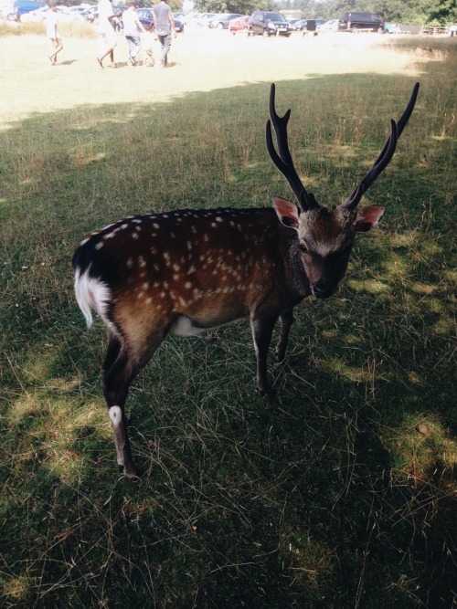 kemmotare: Deer friend