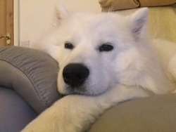 cloudthesamoyed:  soft potato