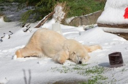 meadowkitten:  last year a polar bear in the san francisco zoo got 10 tons of snow for his birthday and look how happy he was (not my photo of course) 