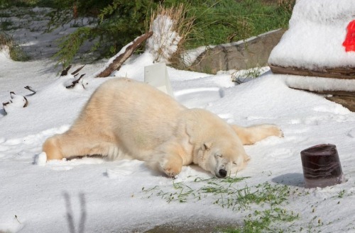 bamhbi:meadowkitten:last year a polar bear in the san francisco zoo got 10 tons of snow for his birt