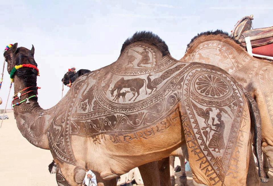   In India’s Thar Desert, nomads rely so much on camels for survival that the