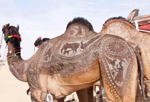 coolthingoftheday: coolthingoftheday: In India’s Thar Desert, nomads rely so much on camels fo