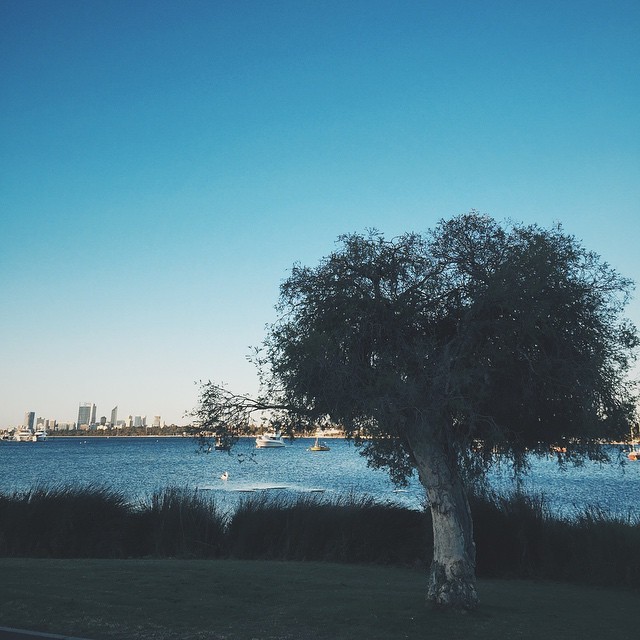 Tree and the #Perth #Skyline #VSCOcam #IgersPerth #Igers #IgersWestOz #iPhone6 #WesternAustralia #Intsagram #Instagramtastic #JimCaro #iPhoneography #iPhoneographer #River (at Canning Beach Road)