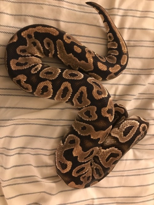 lovelypethub:Better pictures of my mojave and yellowbelly!