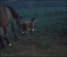 4gifs:Horse reacts to toy stuffed pony. [video]