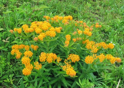 memorygirls: Butterfly weed