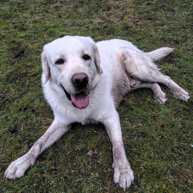 Get a white dog they said. good you’re