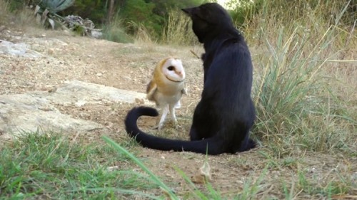 peoplemask:karnythia:moon-selkie:Normally when a black cat encounters a barn owl, one would expect t