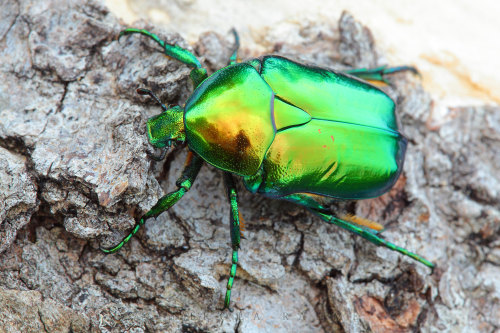 onenicebugperday:Jewel rose chafers, Cetoniinae, Scarabaeidae1-3. Protaetia speciosissima4-5. Protae