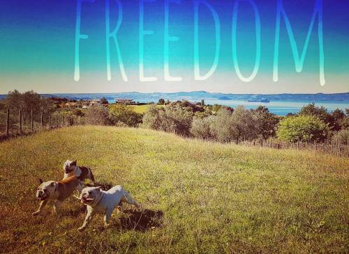 Freedom Panhead Flathead Knucklehead! #lucahdphoto #bulldog #ilovebulldog #bulldoginstagram #puppy #