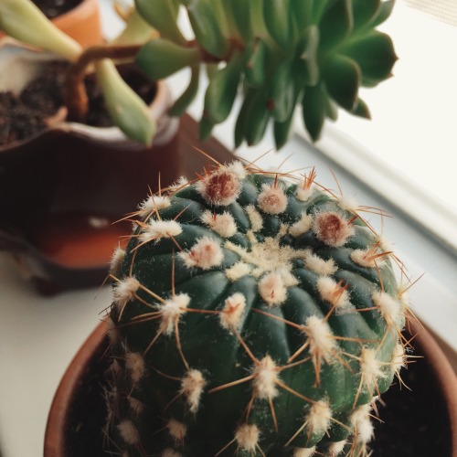 February-April 2015 First blooming of my cactus