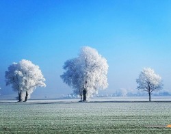 sixpenceee:  A Frost Storm Colored The Trees White. Bavaria, Germany. (Source)