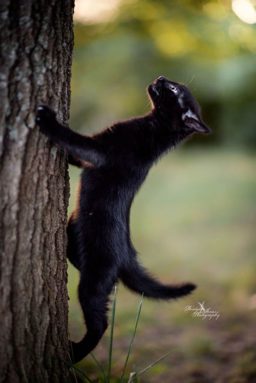 babyanimalgifs: Panthers Are Just XXXL Sized Black Cats.(via)