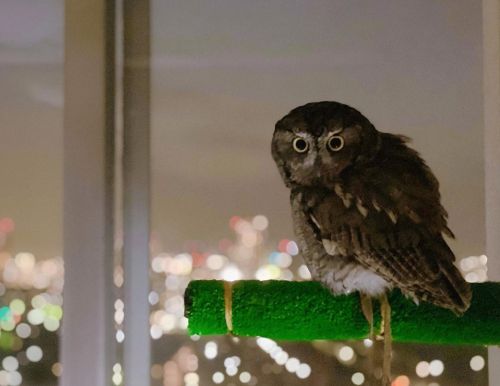 Night View and Owl #ニシアメリカオオコノハズク#owl #フクロウ #ScreechOwl #kuuowl #westernscreechowl #猫头鹰 #นกฮูก 