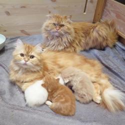 awwww-cute:  Family portrait, seconds before the father knocked over the water bowl and drenched his family. (Source: http://ift.tt/2EE4pCR)