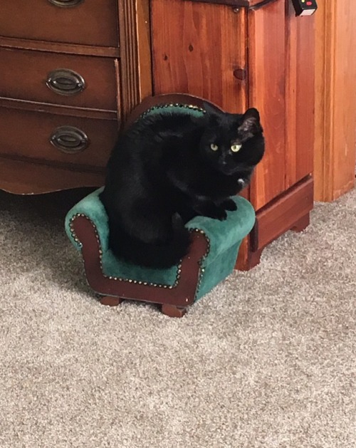 If it fits, she sits. (submitted by @nebulousoblivion)