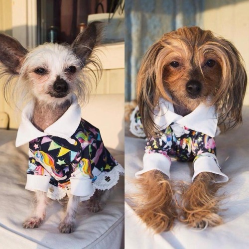 Muh babies in their new dresses in the afternoon sun❤️ #chinesecrested #salliethecrested #denkathecr