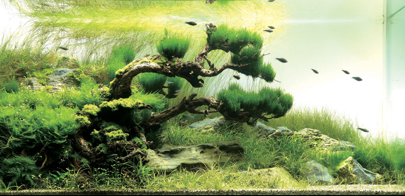 pocketpenniless:  Phenomenal aquarium designs! 
